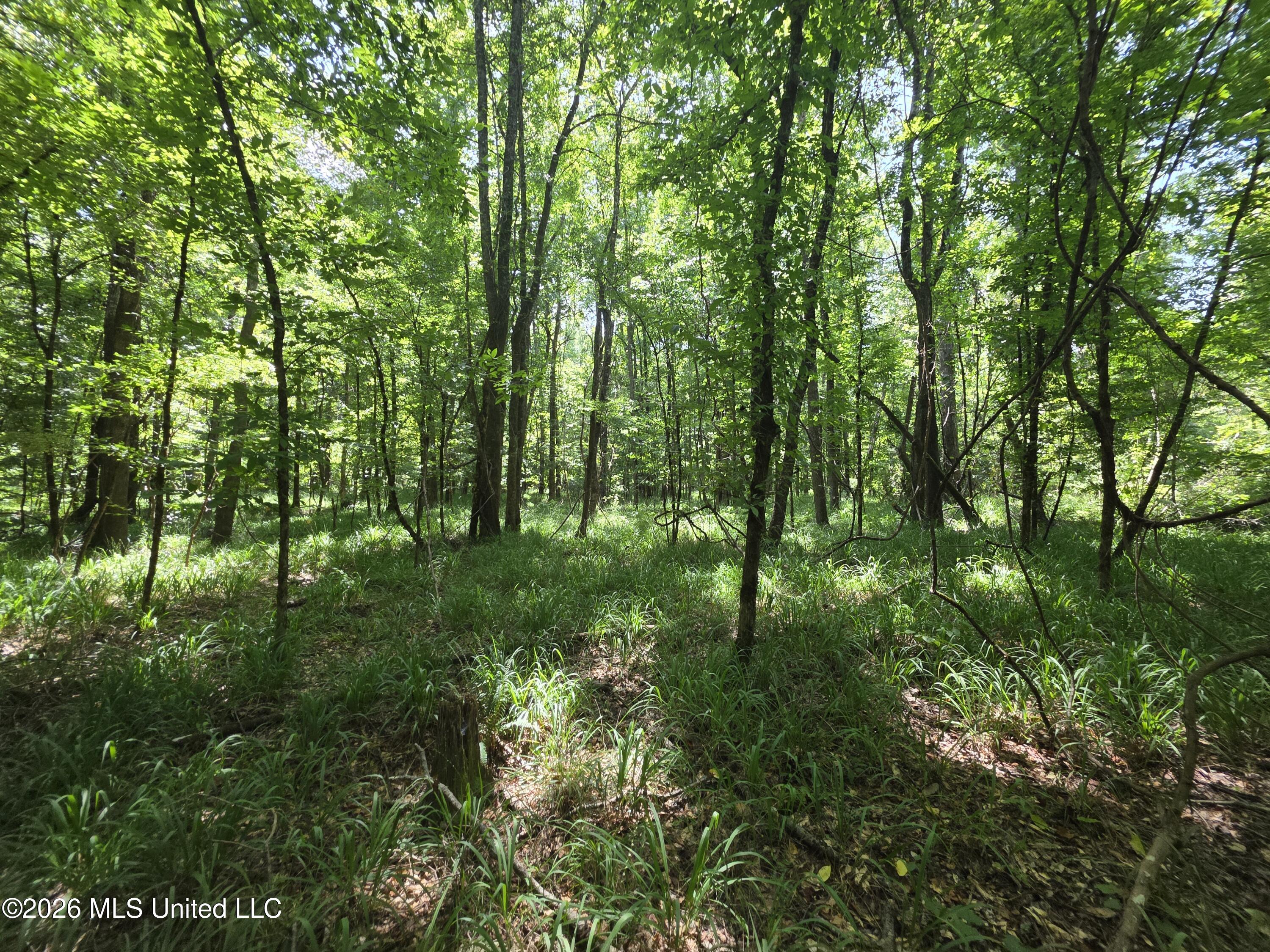 Oldenburg Road Roxie, MS 39661 - Photo 49 of 87 38143