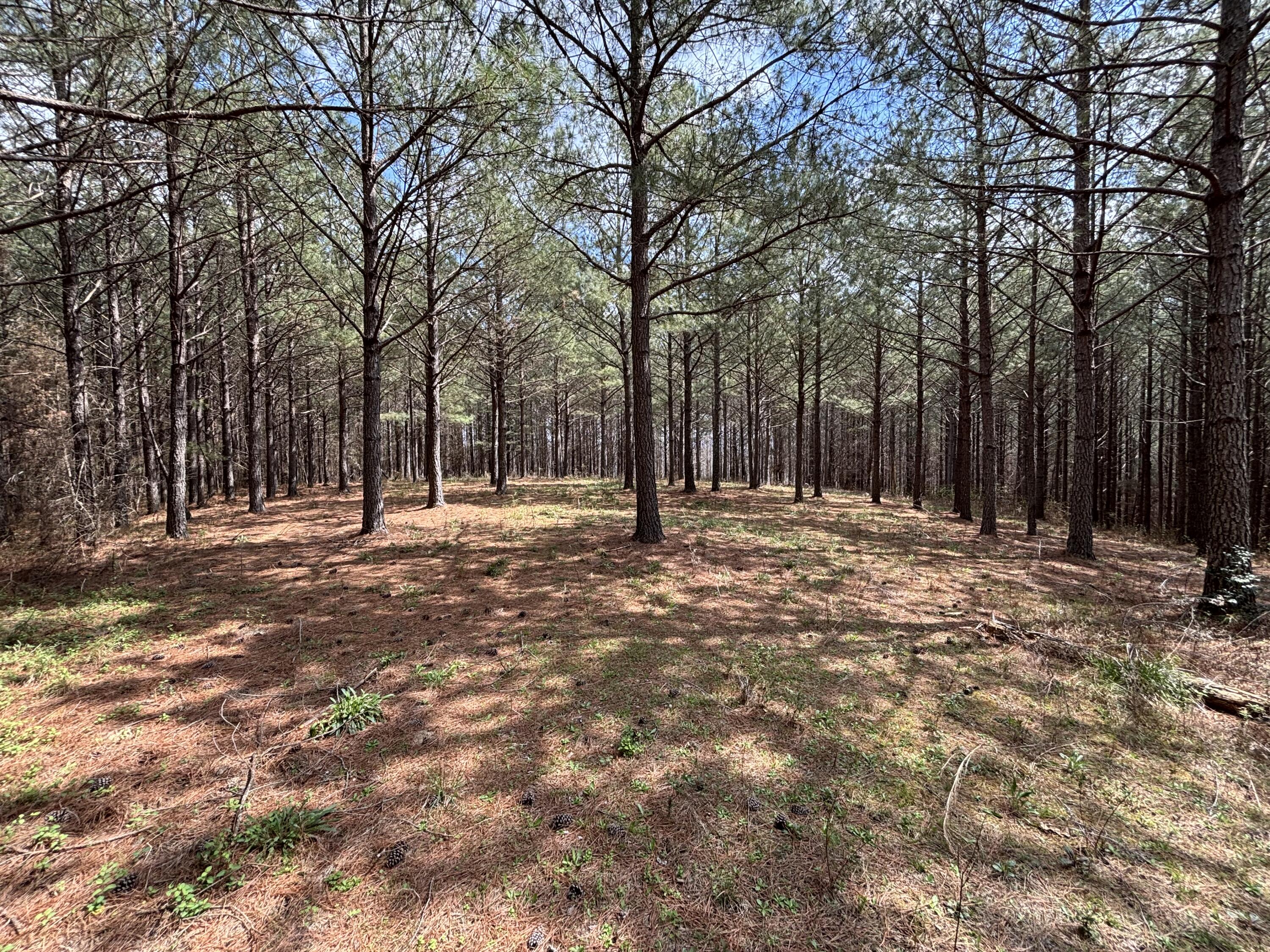 1211 Stooping Oak Road West Dunlap, TN 37327 - Photo 10 of 112 Photo Mar 26 2026, 1 12 32 PM