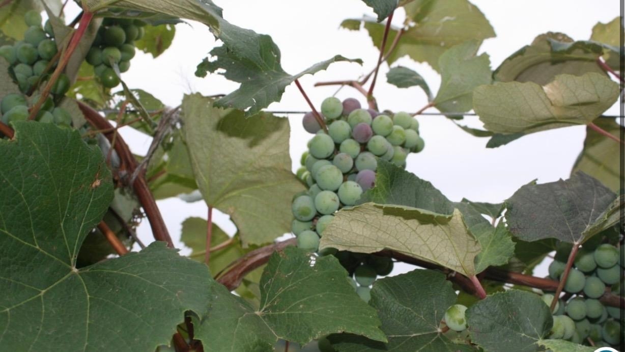 15428 Hazel Green Tomah, WI 54660 - Photo 35 of 39