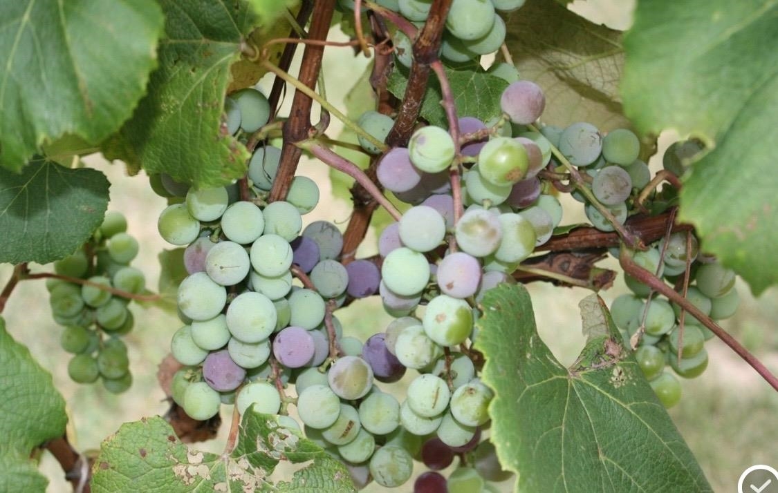 15428 Hazel Green Tomah, WI 54660 - Photo 36 of 39