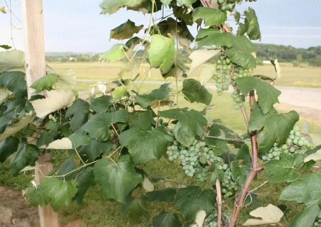 $515,000 | 15428 Hazel Green, Tomah, WI 54660