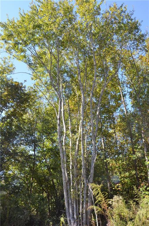 0 Green Level Loop Road Burlington, NC 27217 - Photo 3 of 10 Gallery Image 3