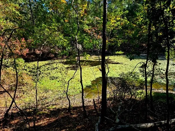 $238,000 | 0 J L J L Robbins Road, Carson, MS 39427