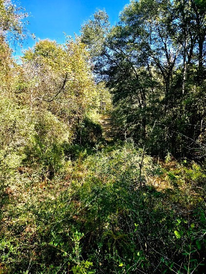 0 J L J L Robbins Road Carson, MS 39427 - Photo 17 of 33 Photo 17