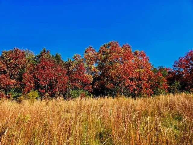 $238,000 | 0 J L J L Robbins Road, Carson, MS 39427