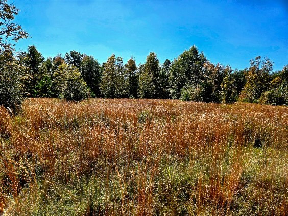 0 J L J L Robbins Road Carson, MS 39427 - Photo 21 of 33 Photo 21