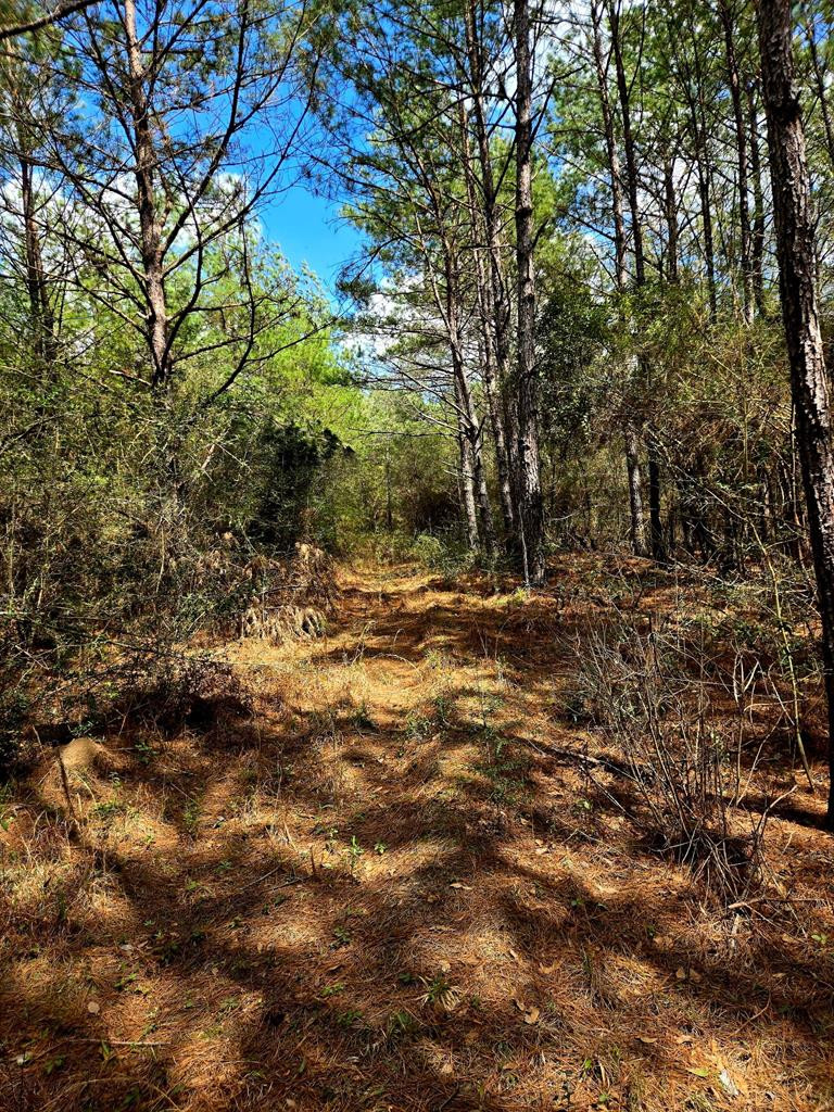 0 J L J L Robbins Road Carson, MS 39427 - Photo 29 of 33 Photo 29