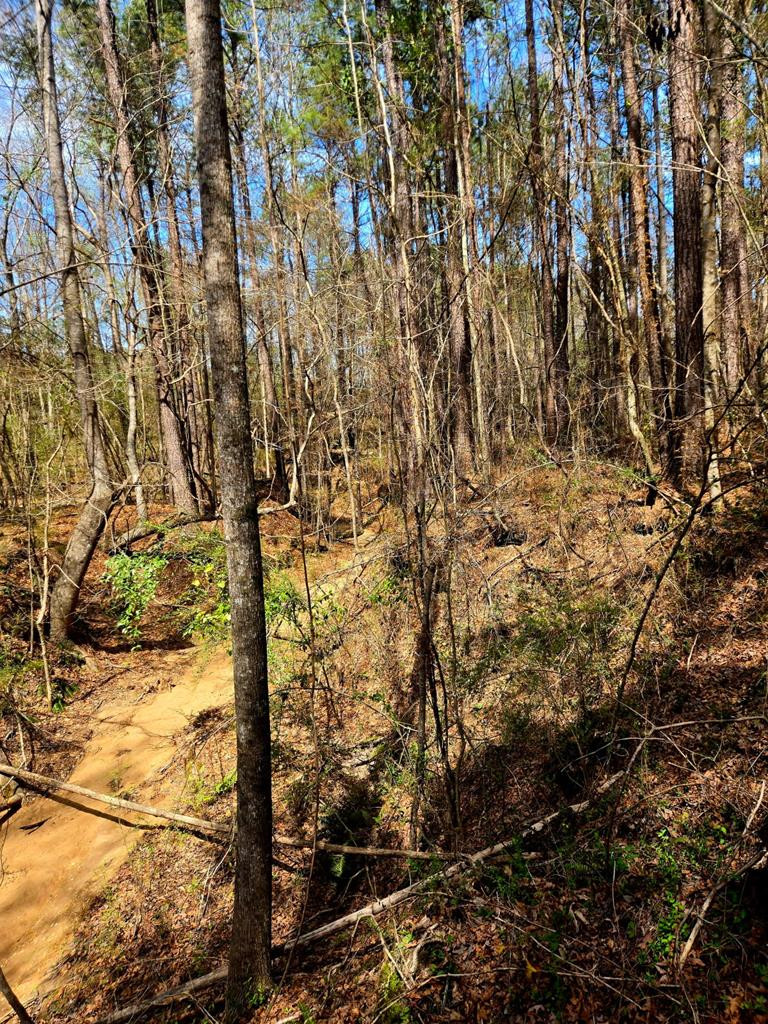 0 J L J L Robbins Road Carson, MS 39427 - Photo 3 of 33 Photo 3