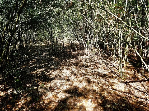 0 J L J L Robbins Road Carson, MS 39427 - Photo 32 of 33 Photo 32