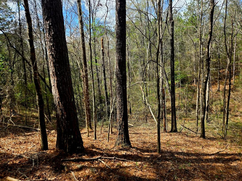 0 J L J L Robbins Road Carson, MS 39427 - Photo 4 of 33 Photo 4
