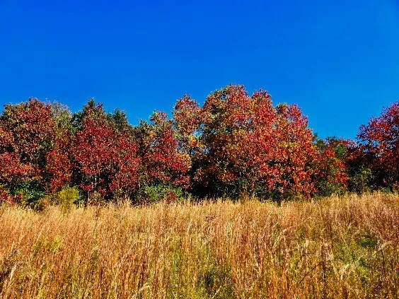 $238,000 | 0 J L J L Robbins Road, Carson, MS 39427