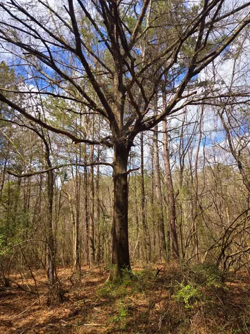 $238,000 | 0 J L J L Robbins Road, Carson, MS 39427