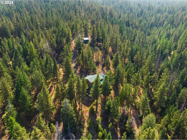 a view of a lush green forest with large trees