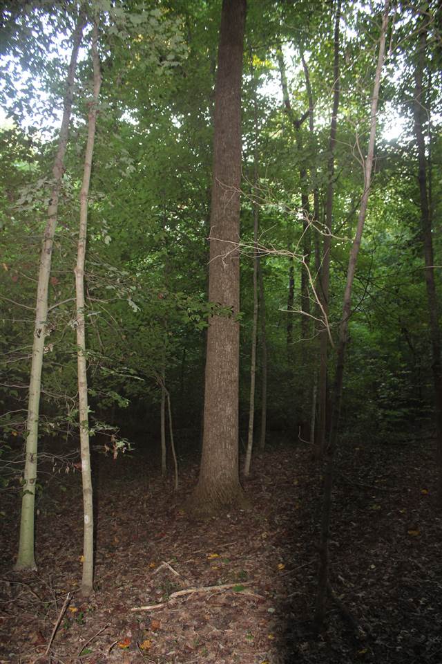 623 Dunbar Coal Road Morgantown, KY 42261 - Photo 29 of 35 Gallery Image 29