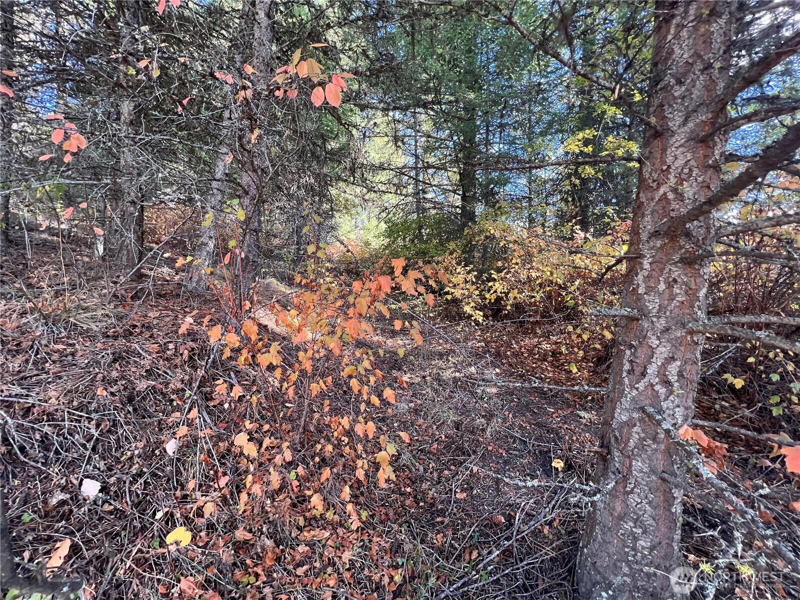 165 Stacy Road Republic, WA 99166 - Photo 10 of 29 Gallery Image 10