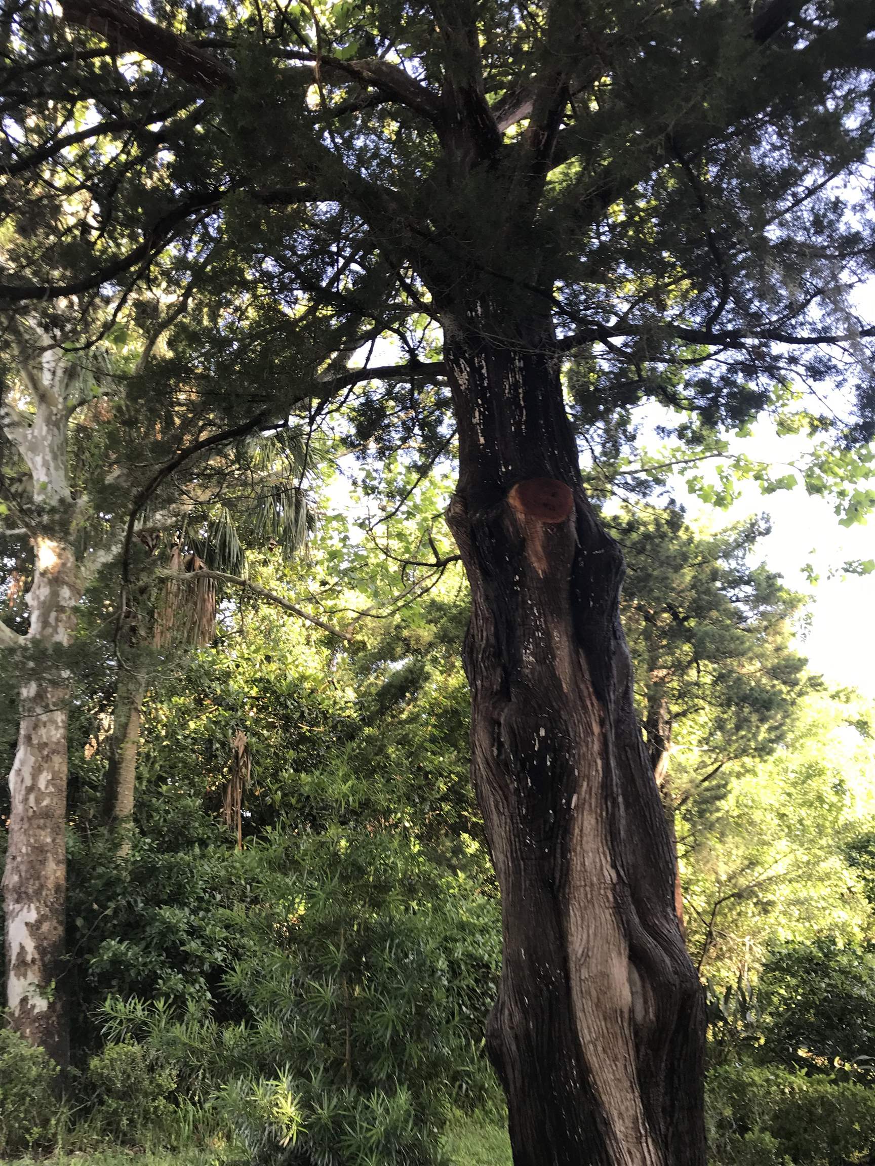 Madrid St Street St. Augustine, FL 32080 - Photo 5 of 9