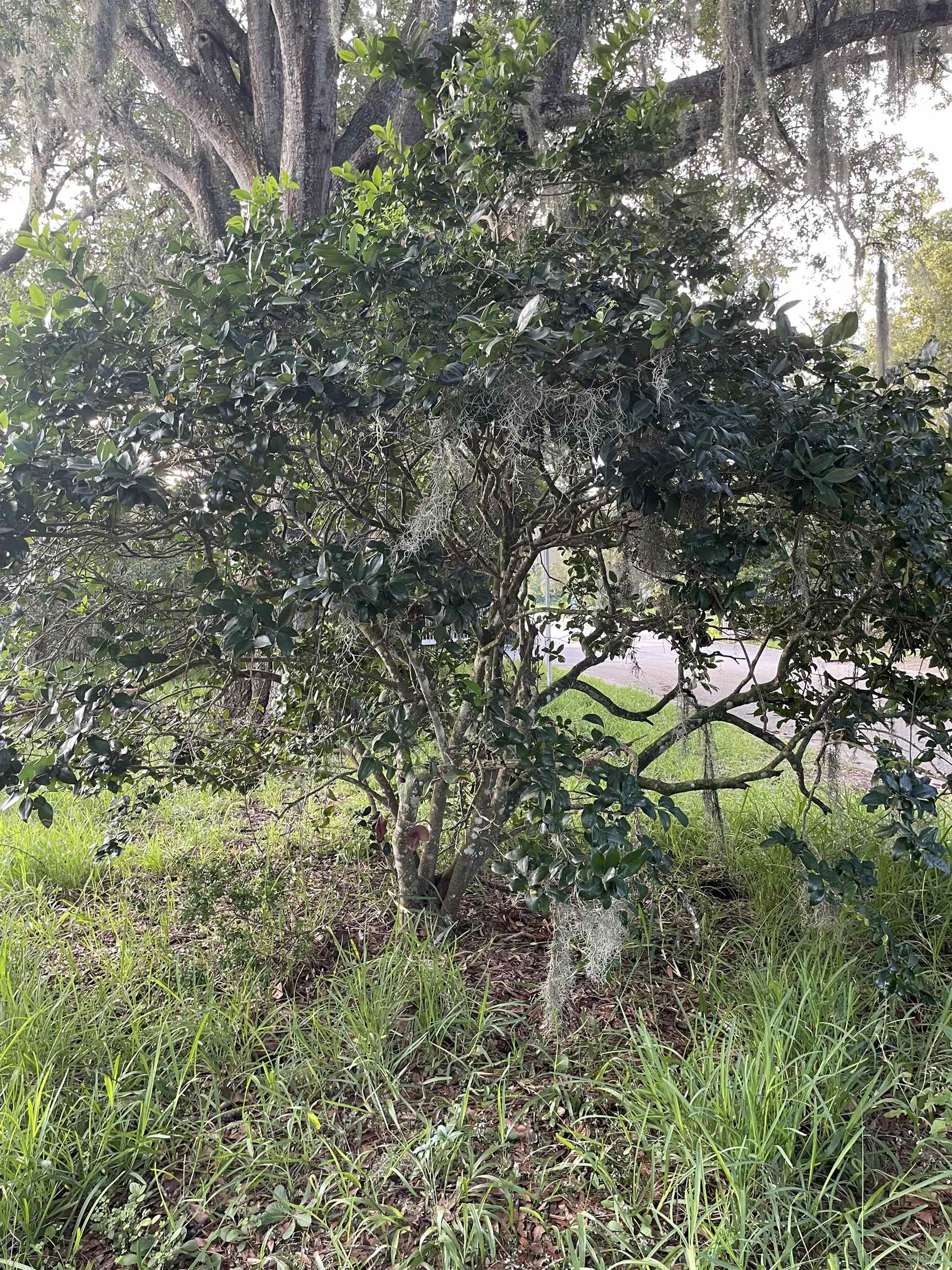 Madrid St Street St. Augustine, FL 32080 - Photo 9 of 9