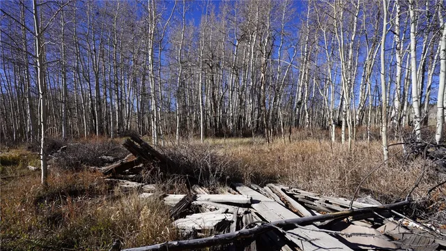 a view of a backyard with plants and trees