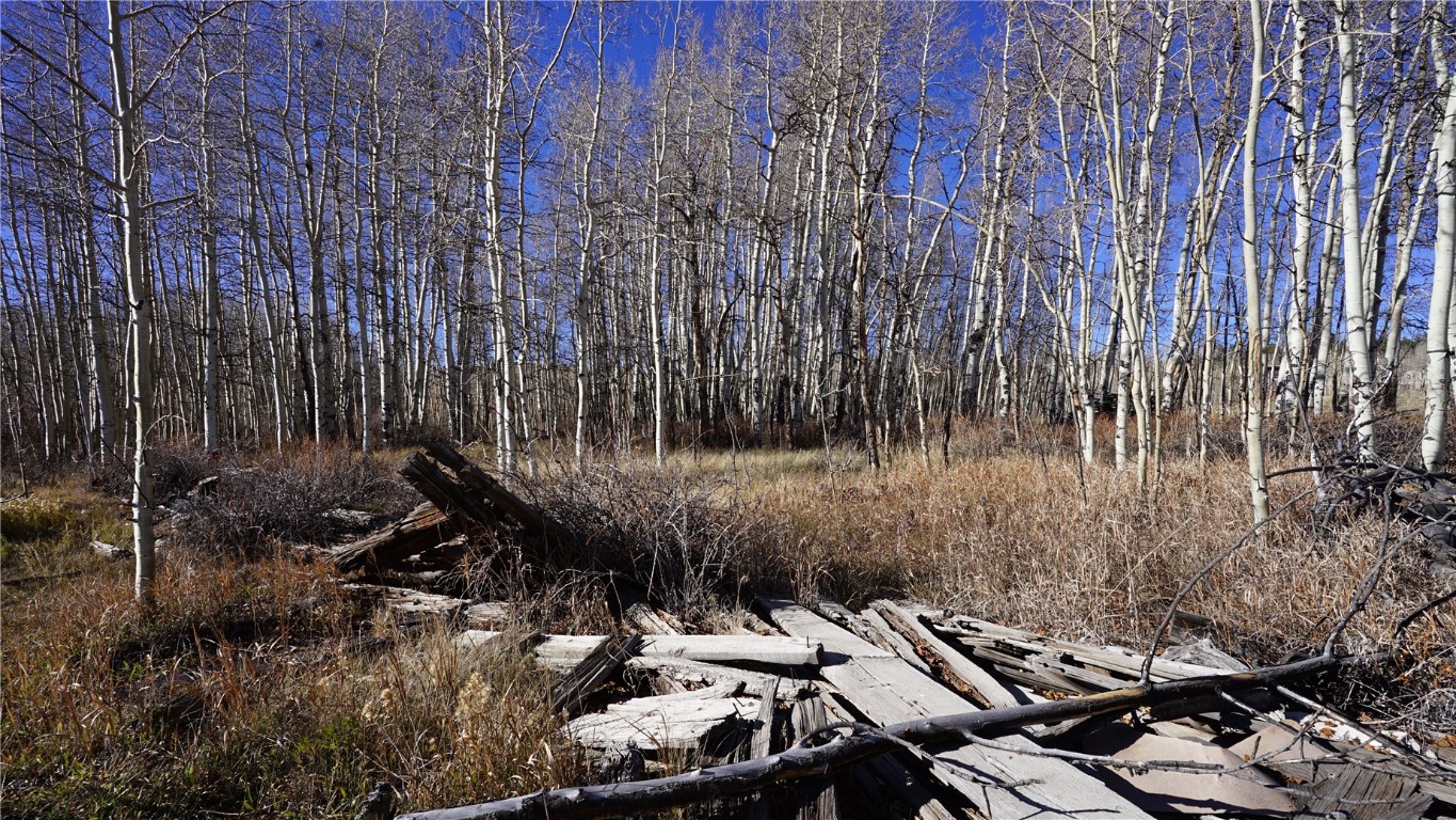 223 Breakneck Pass Road Fairplay, CO 80440 - Photo 10 of 23 a view of a backyard with plants and trees