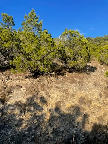 a view of a large trees with lots of bushes