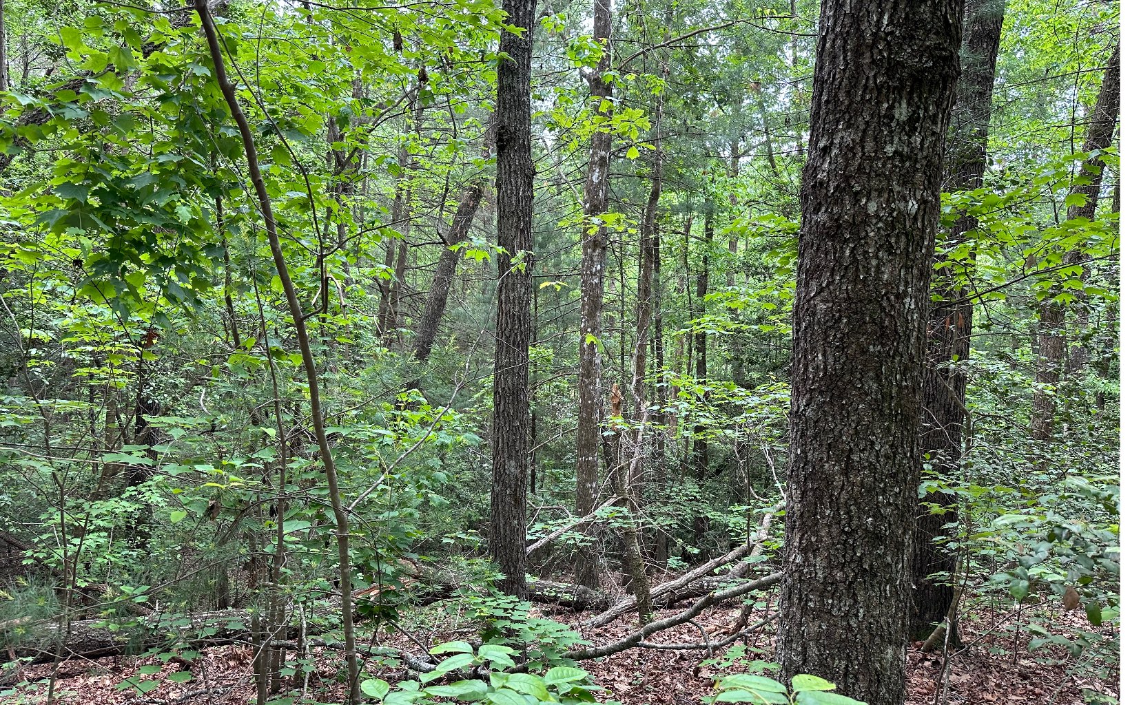 0 Scott Hollow Road Ellijay, GA 30540 - Photo 1 of 11 Main View