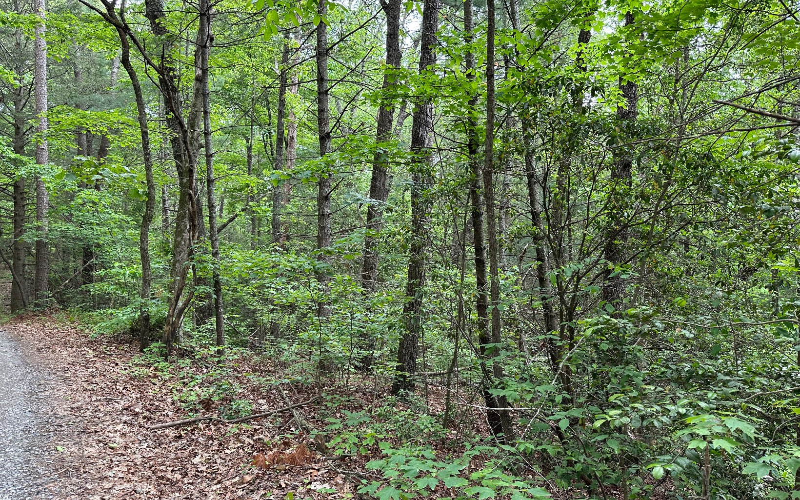 0 Scott Hollow Road Ellijay, GA 30540 - Photo 11 of 11 Additional View