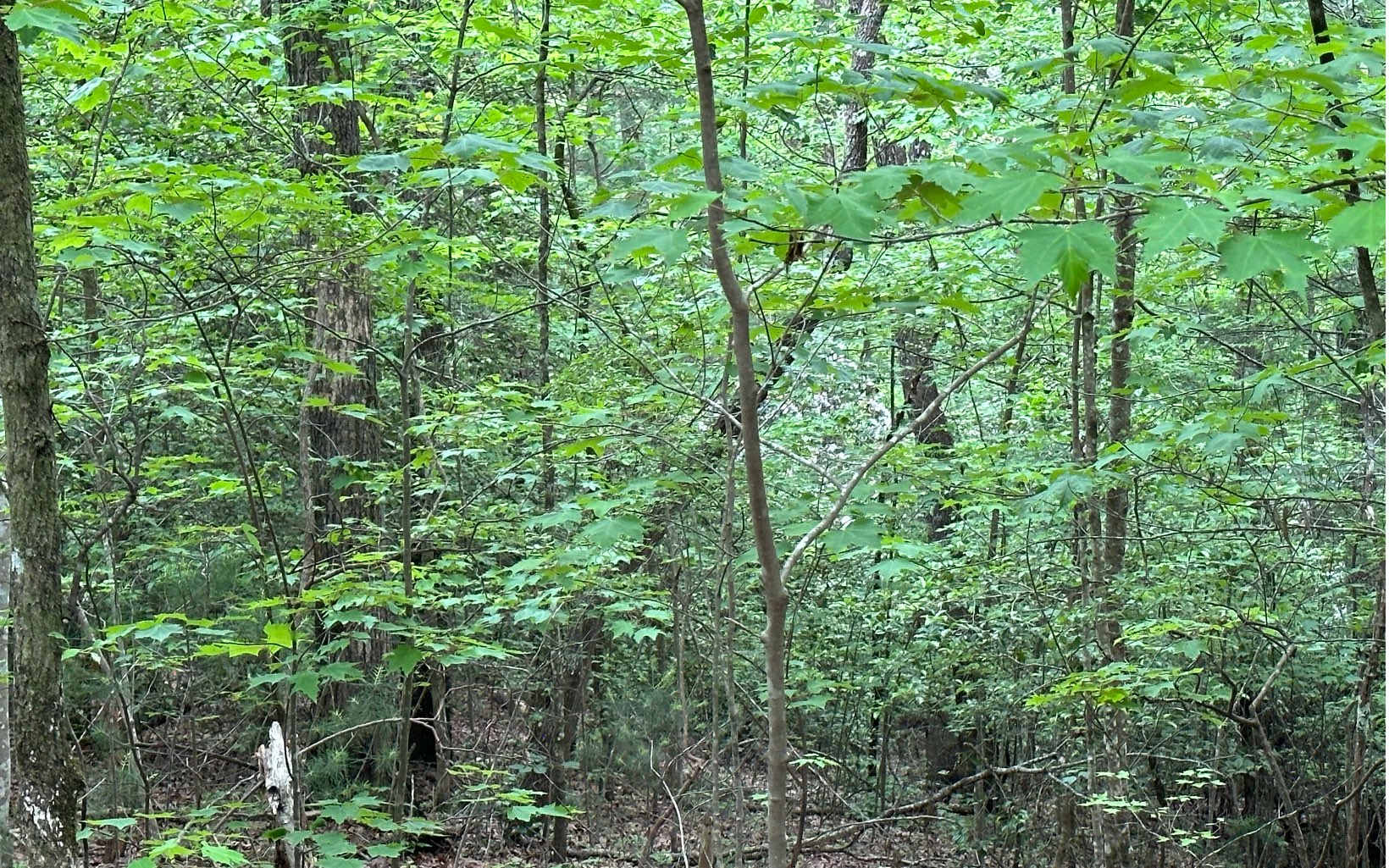 0 Scott Hollow Road Ellijay, GA 30540 - Photo 5 of 11 Additional View