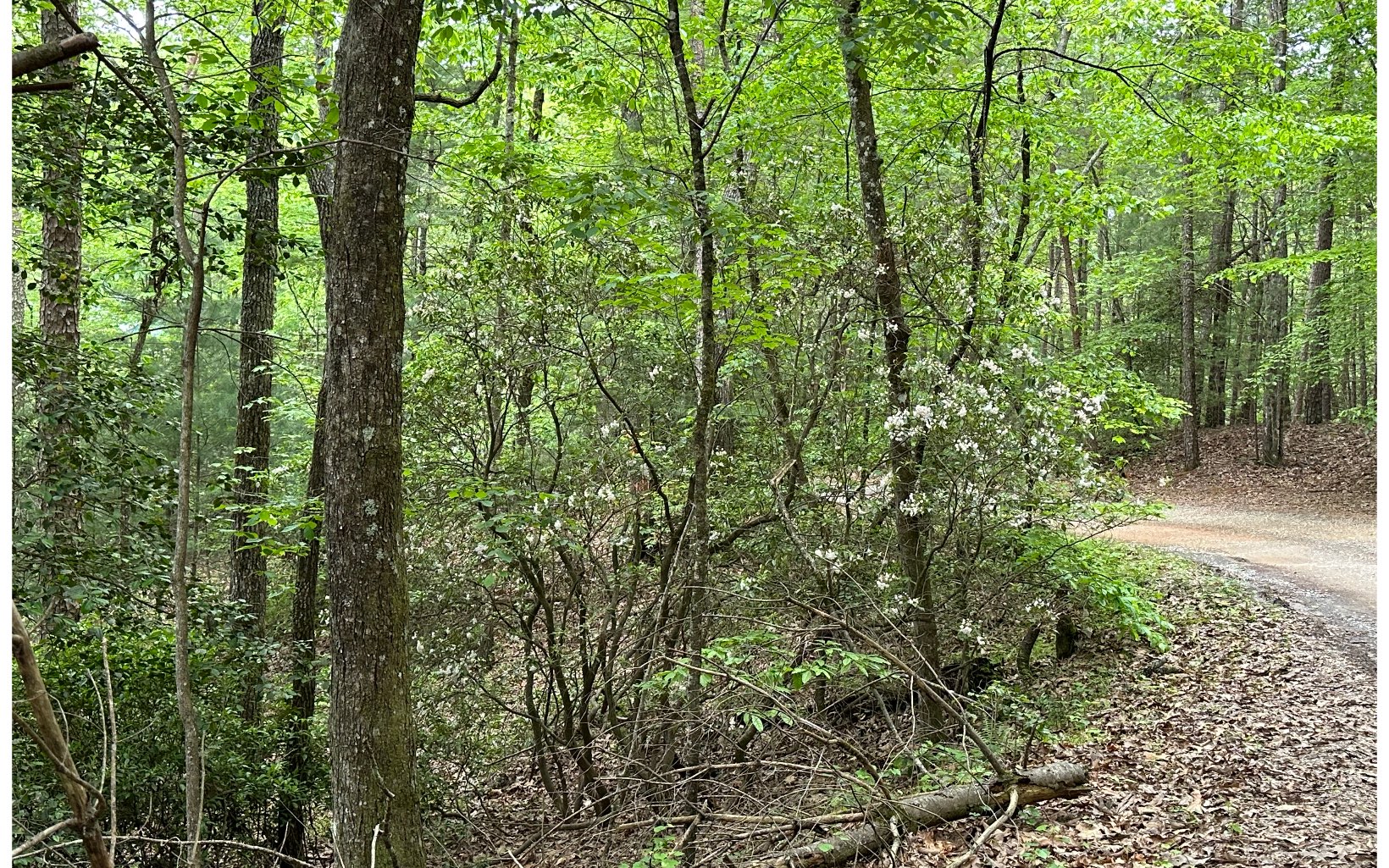 0 Scott Hollow Road Ellijay, GA 30540 - Photo 6 of 11 Additional View
