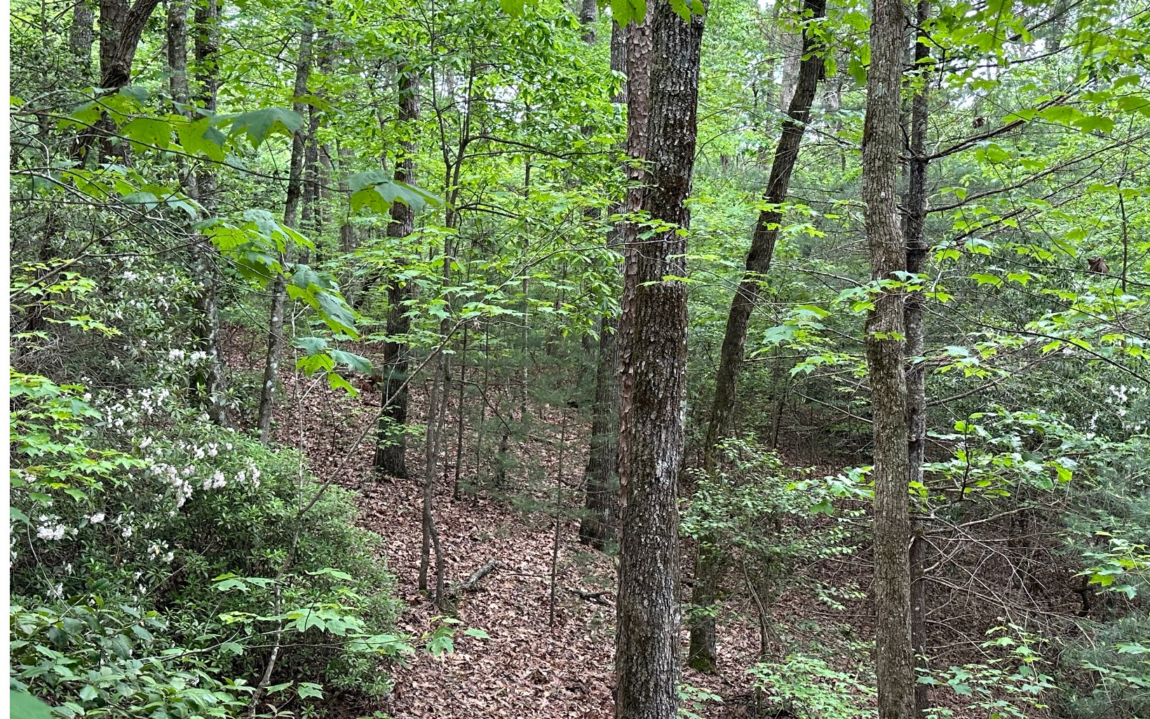 0 Scott Hollow Road Ellijay, GA 30540 - Photo 7 of 11 Additional View