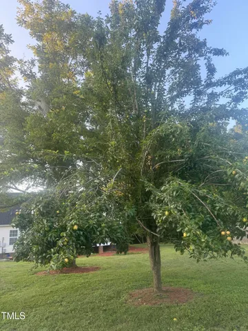 a view of a trees with a yard