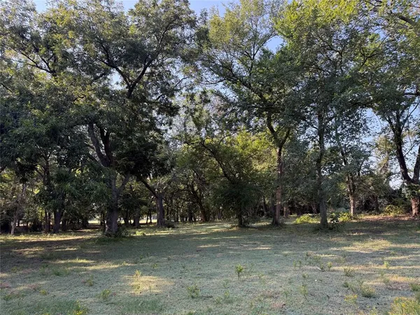 a view of a trees in a yard