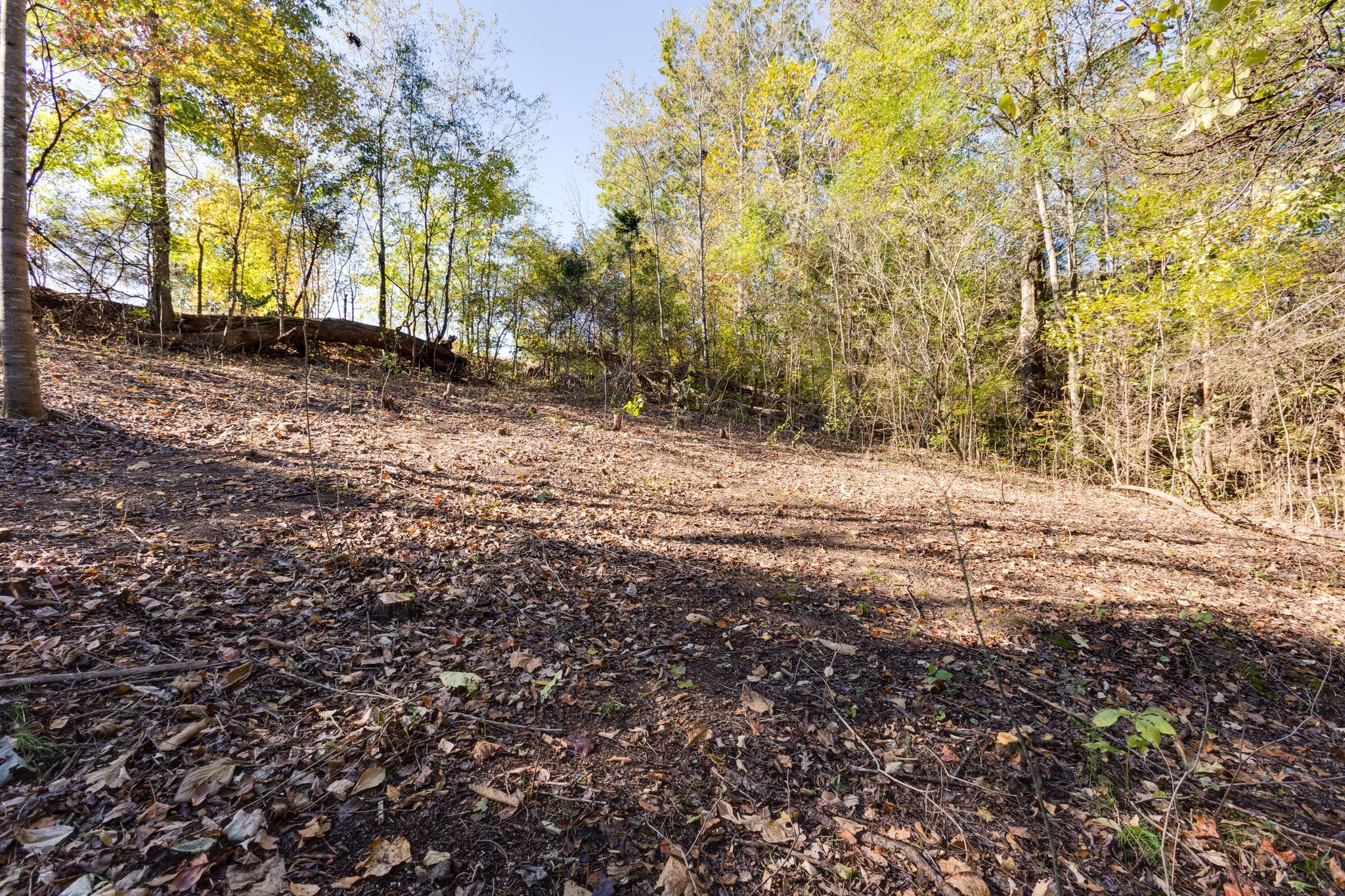 1374 Deal Road Burns, TN 37029 - Photo 18 of 24 a view of dirt yard with a large tree