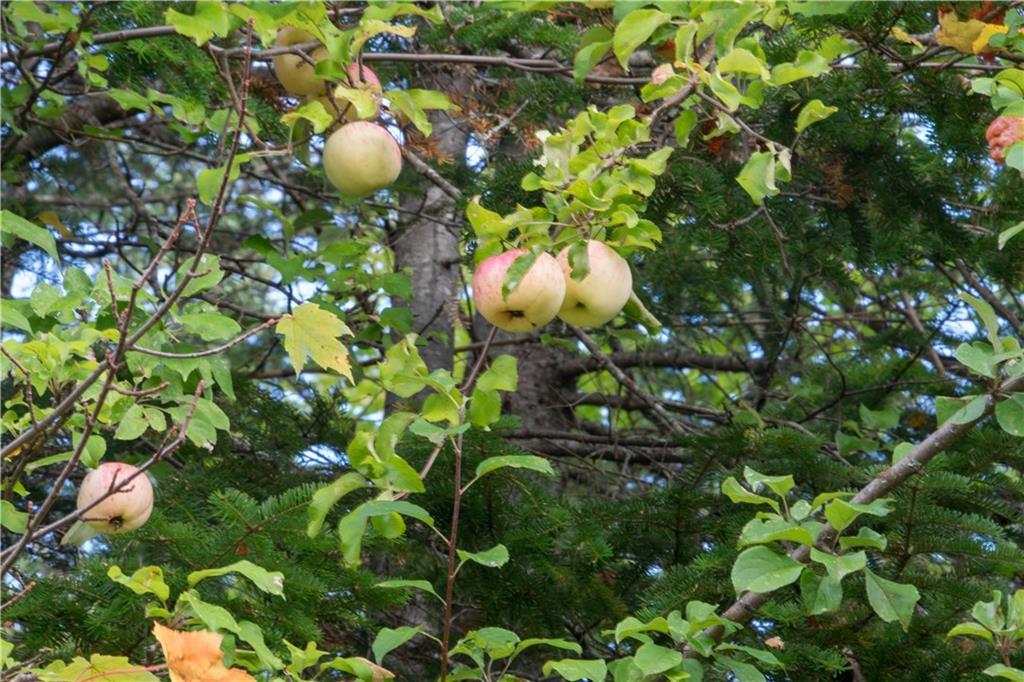11 NORTH Rd Mount Mount Chase, ME 04765 - Photo 18 of 24 Apple trees