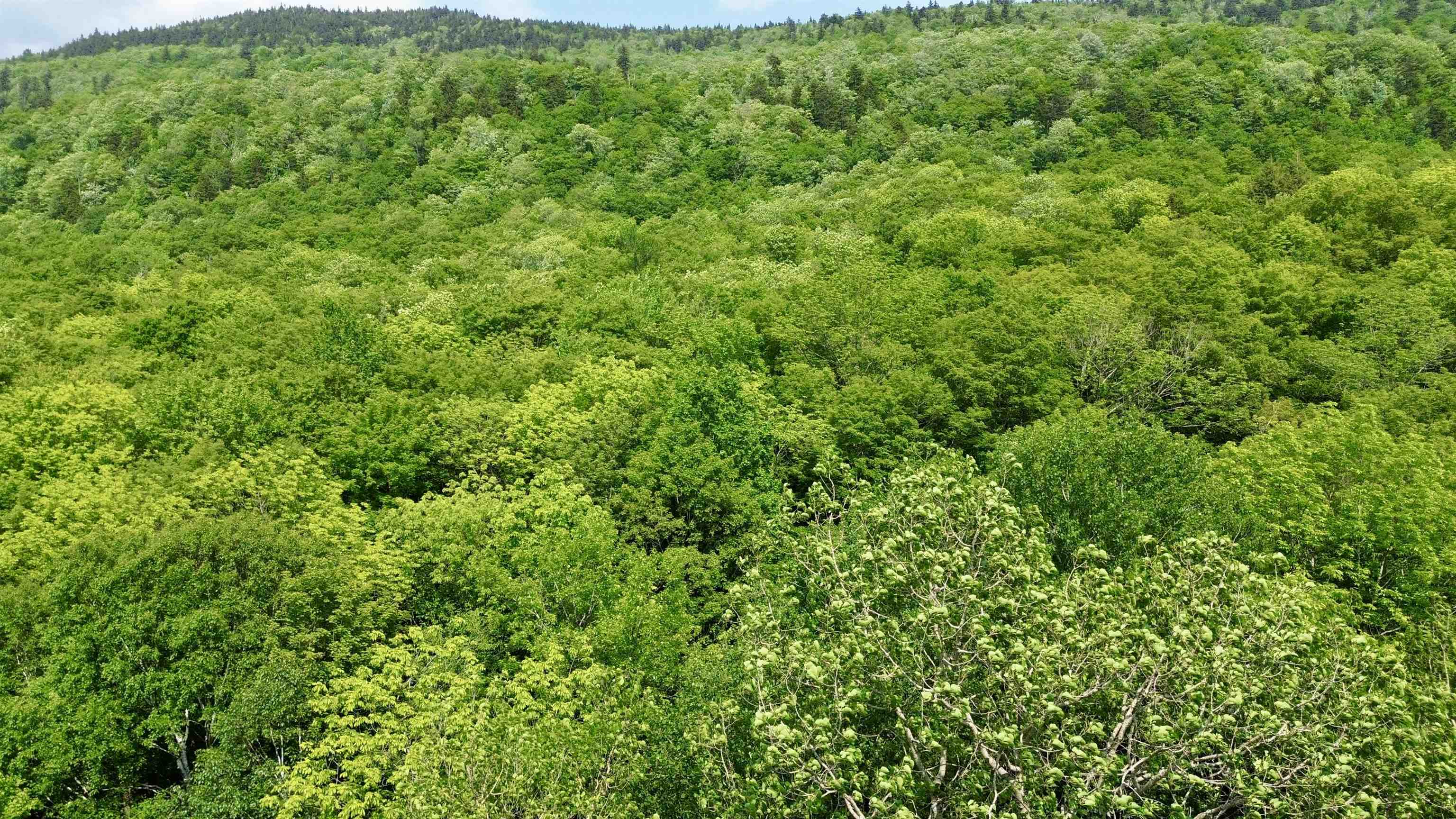 0 North Road Eden, VT 05653 - Photo 3 of 8