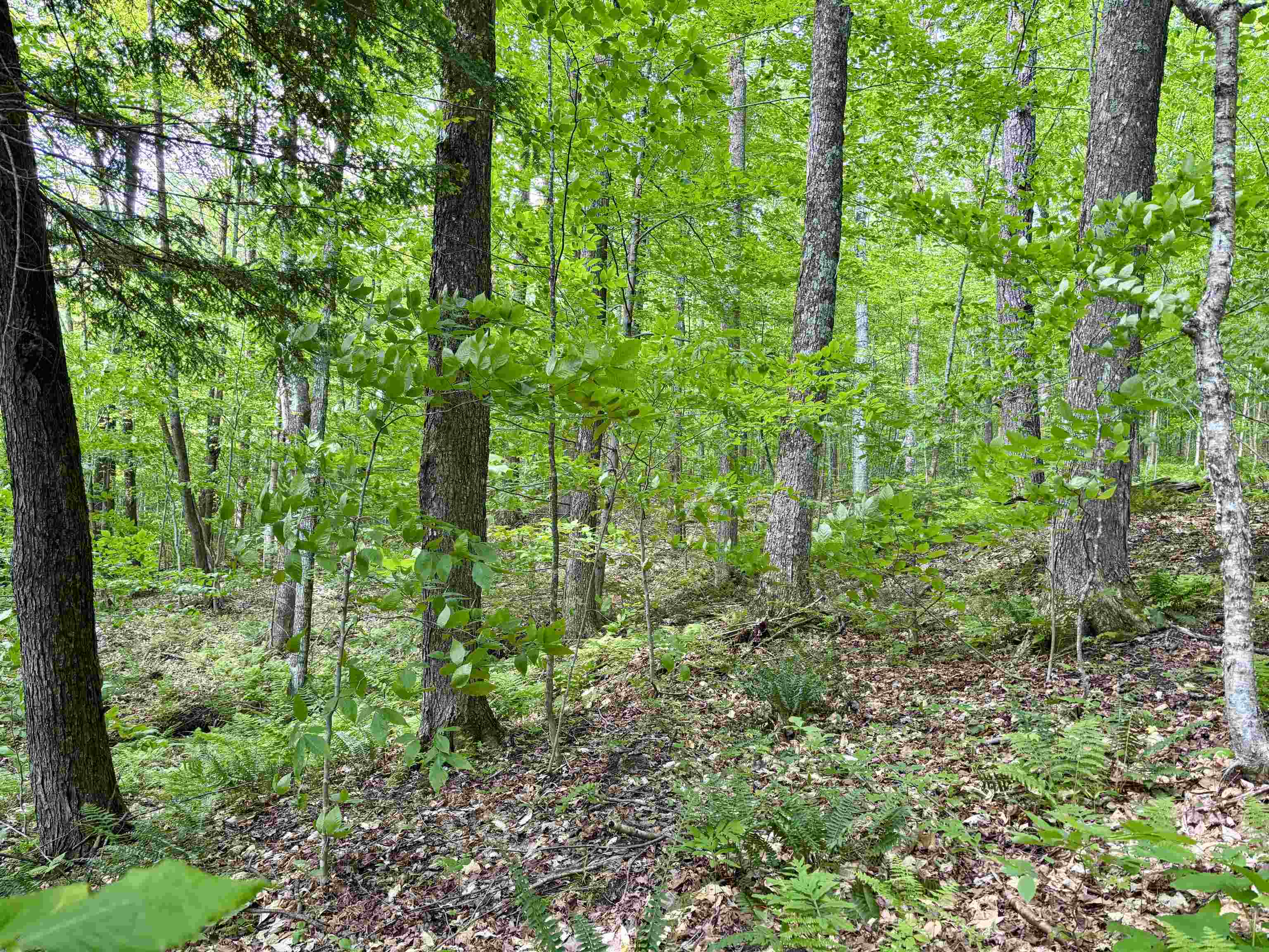 0 North Road Eden, VT 05653 - Photo 4 of 8