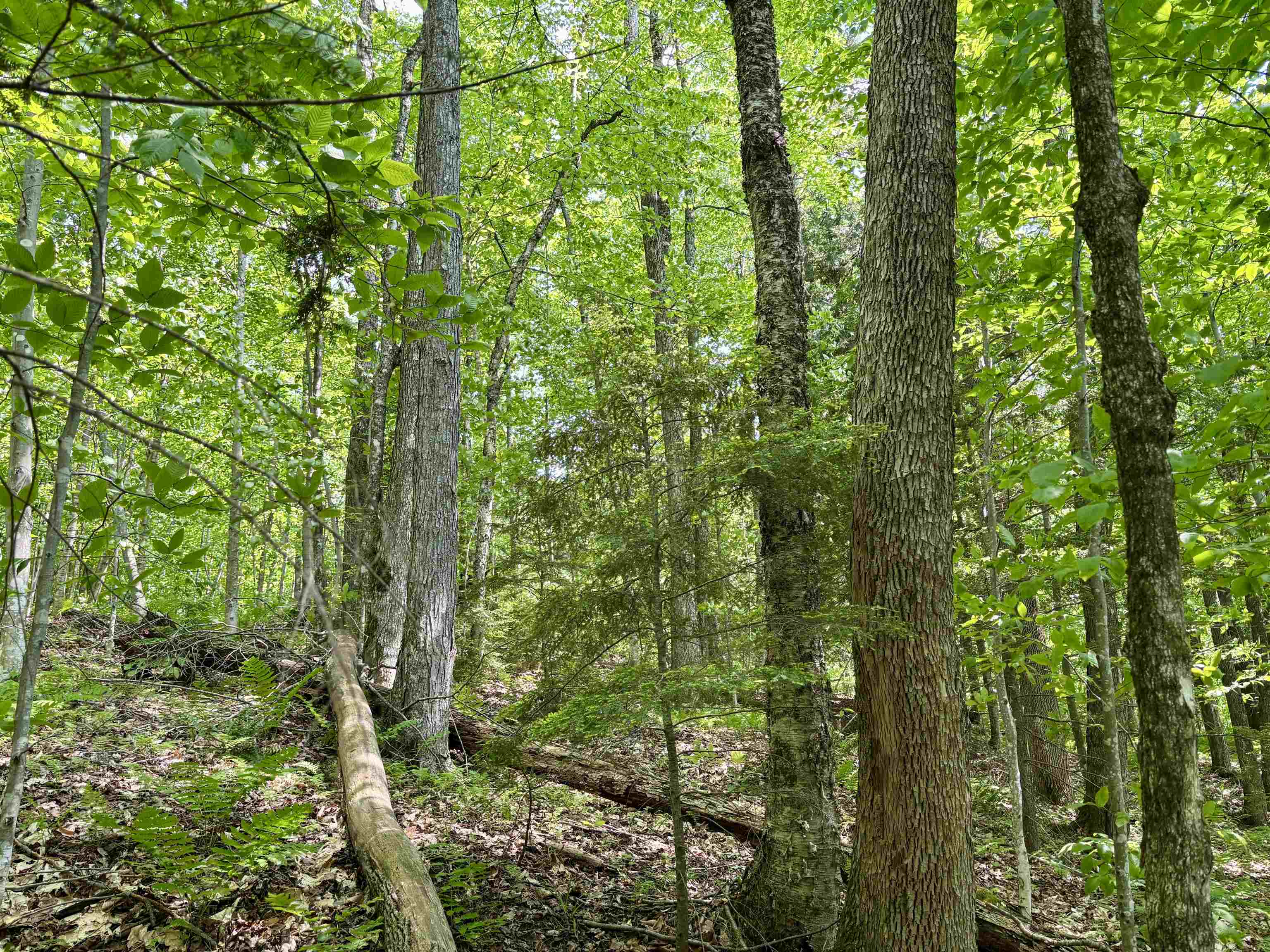 0 North Road Eden, VT 05653 - Photo 6 of 8