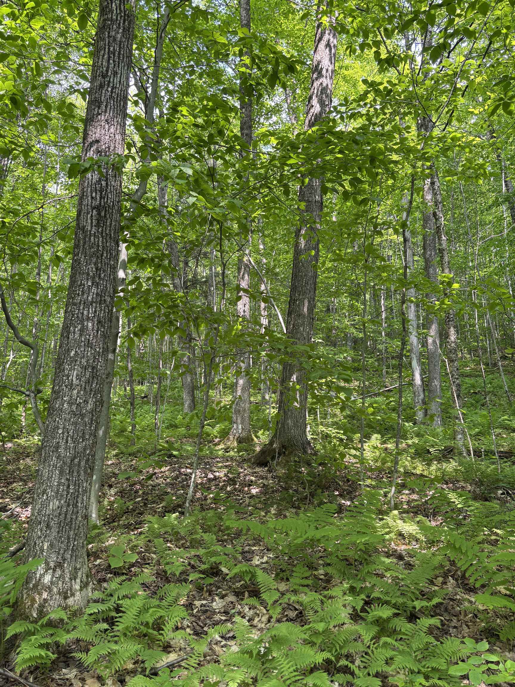 0 North Road Eden, VT 05653 - Photo 7 of 8