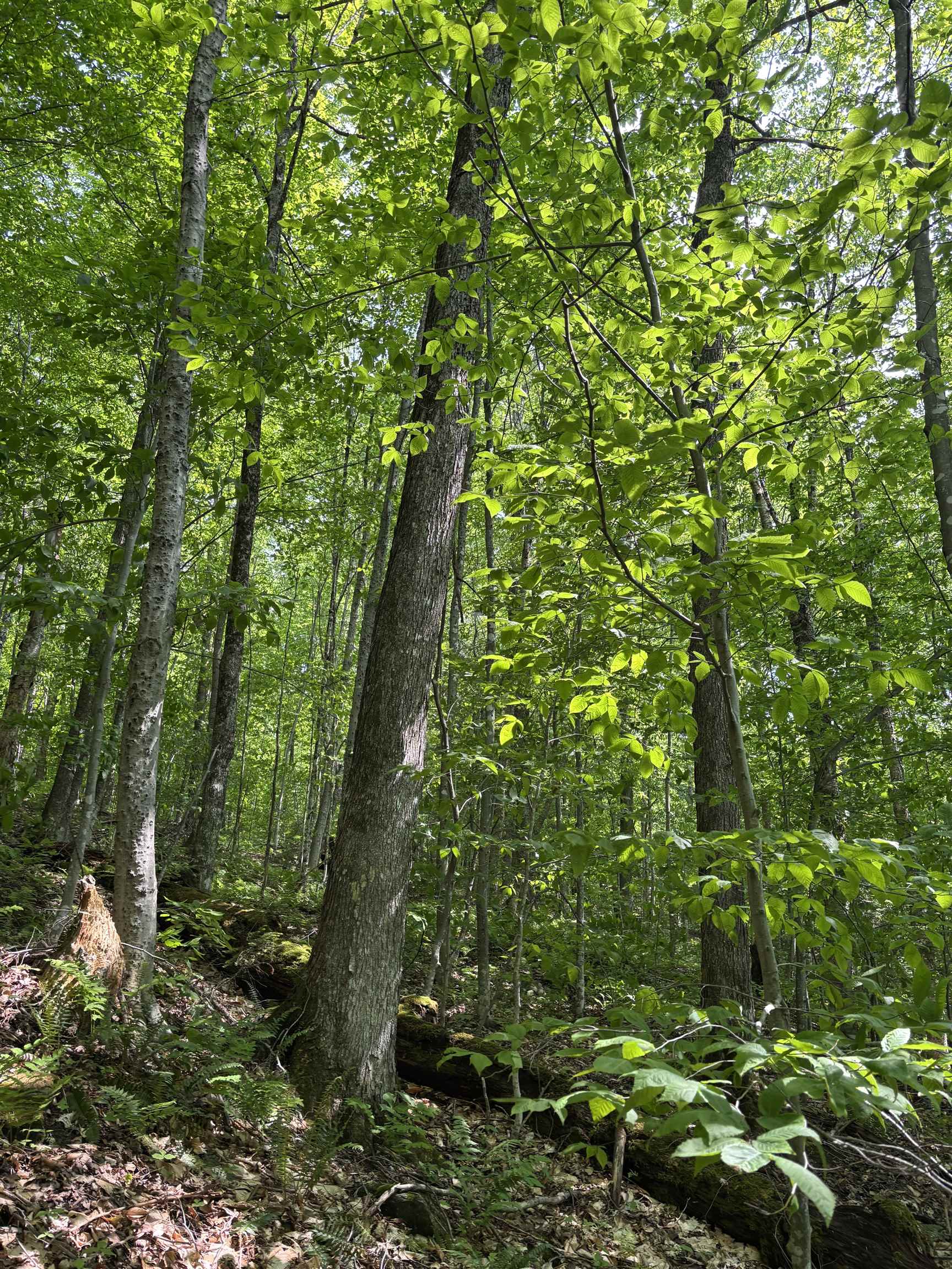 0 North Road Eden, VT 05653 - Photo 8 of 8