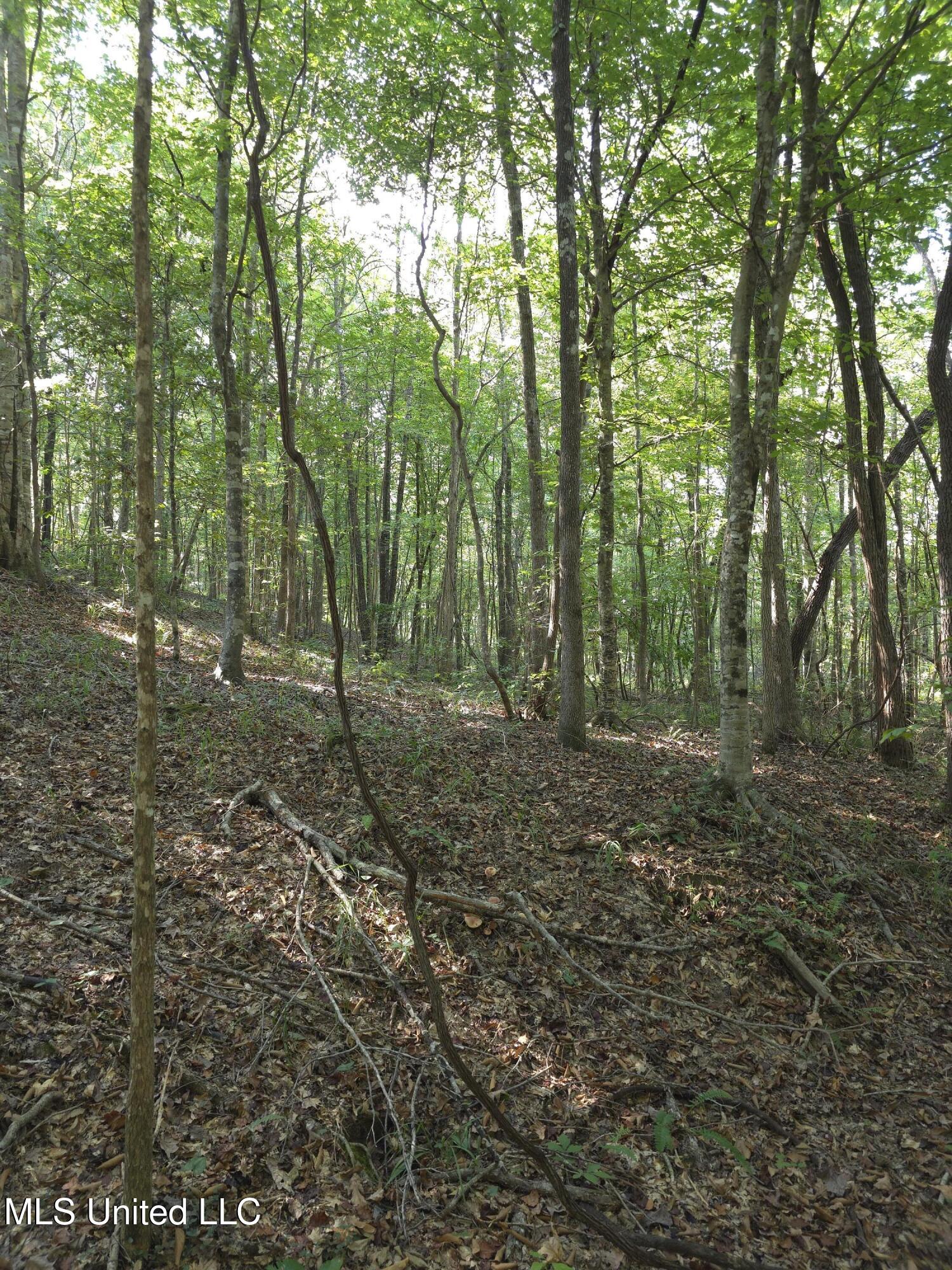 Cub Brown Road Monticello, MS 39654 - Photo 15 of 45 16745