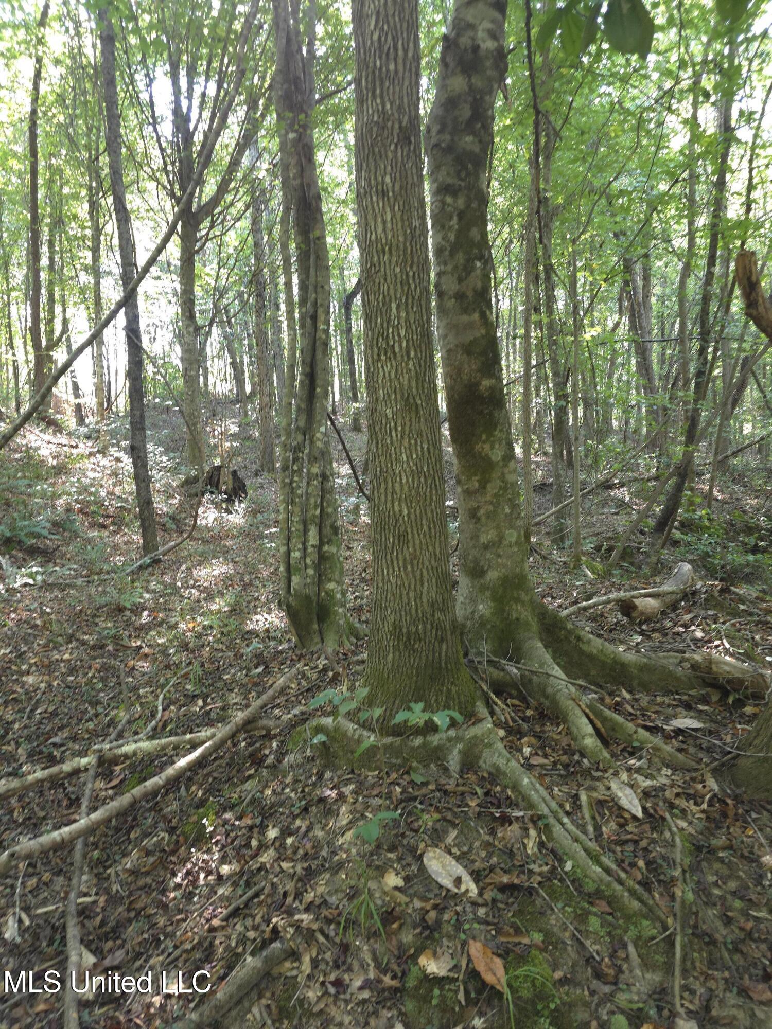 Cub Brown Road Monticello, MS 39654 - Photo 19 of 45 16739