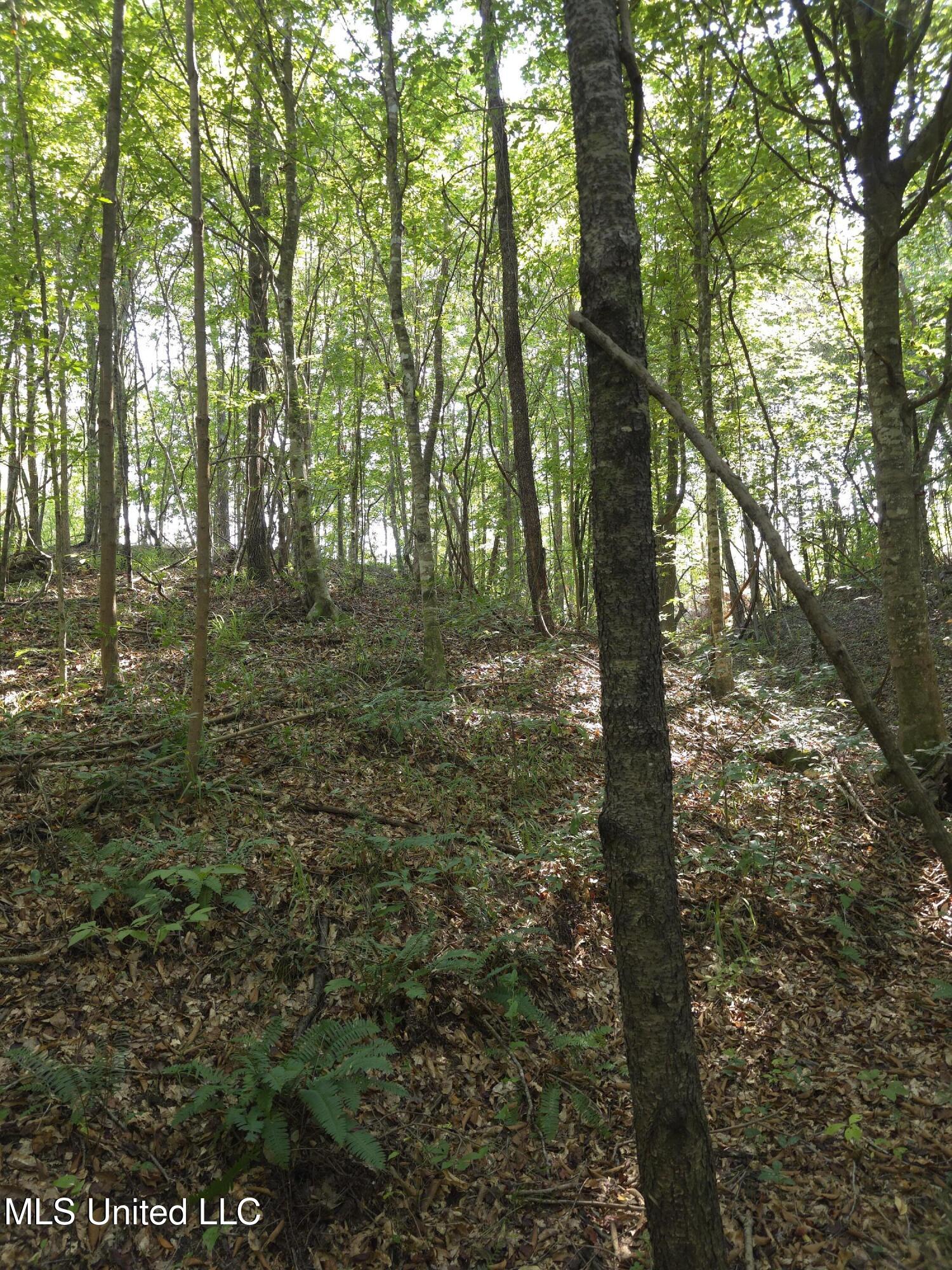 Cub Brown Road Monticello, MS 39654 - Photo 21 of 45 16742