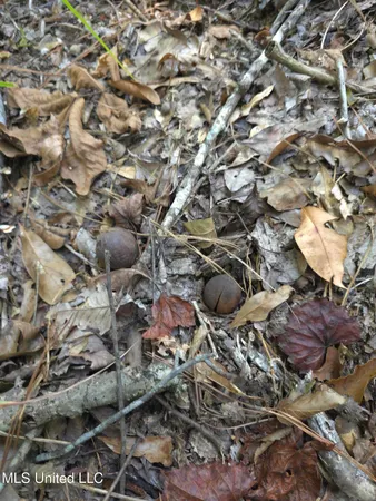 $38,000 | Cub Brown Road, Monticello, MS 39654