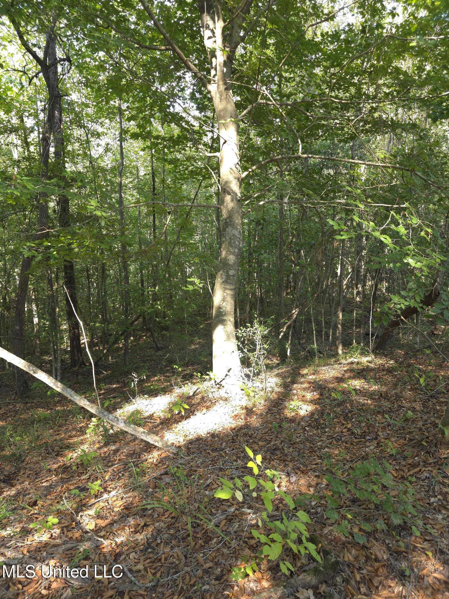 Cub Brown Road Monticello, MS 39654 - Photo 6 of 45 16763