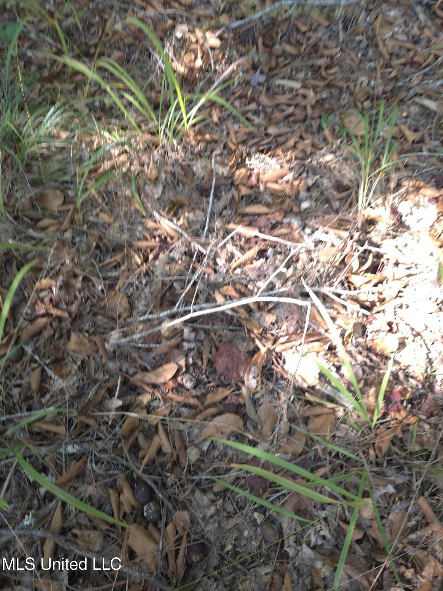 Cub Brown Road Monticello, MS 39654 - Photo 7 of 45 16762