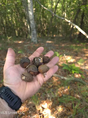 $38,000 | Cub Brown Road, Monticello, MS 39654