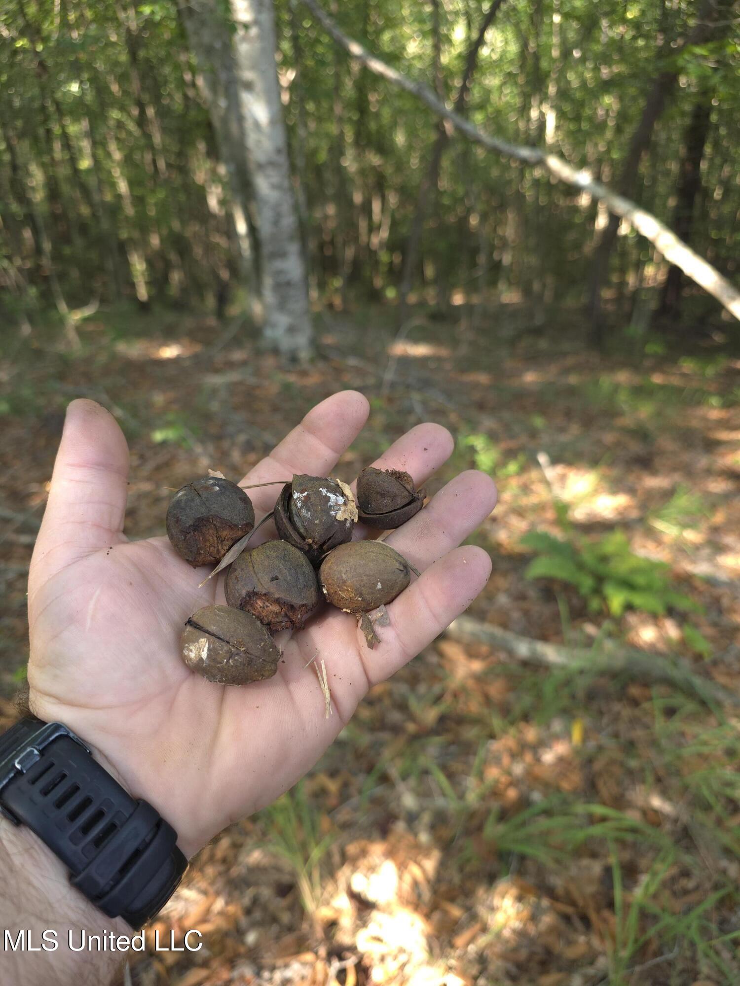 Cub Brown Road Monticello, MS 39654 - Photo 8 of 45 16760