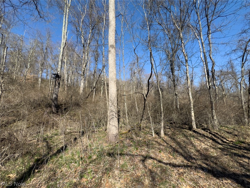 0 Clem Garvin Road Caldwell, OH 43724 - Photo 36 of 50 View of local wilderness