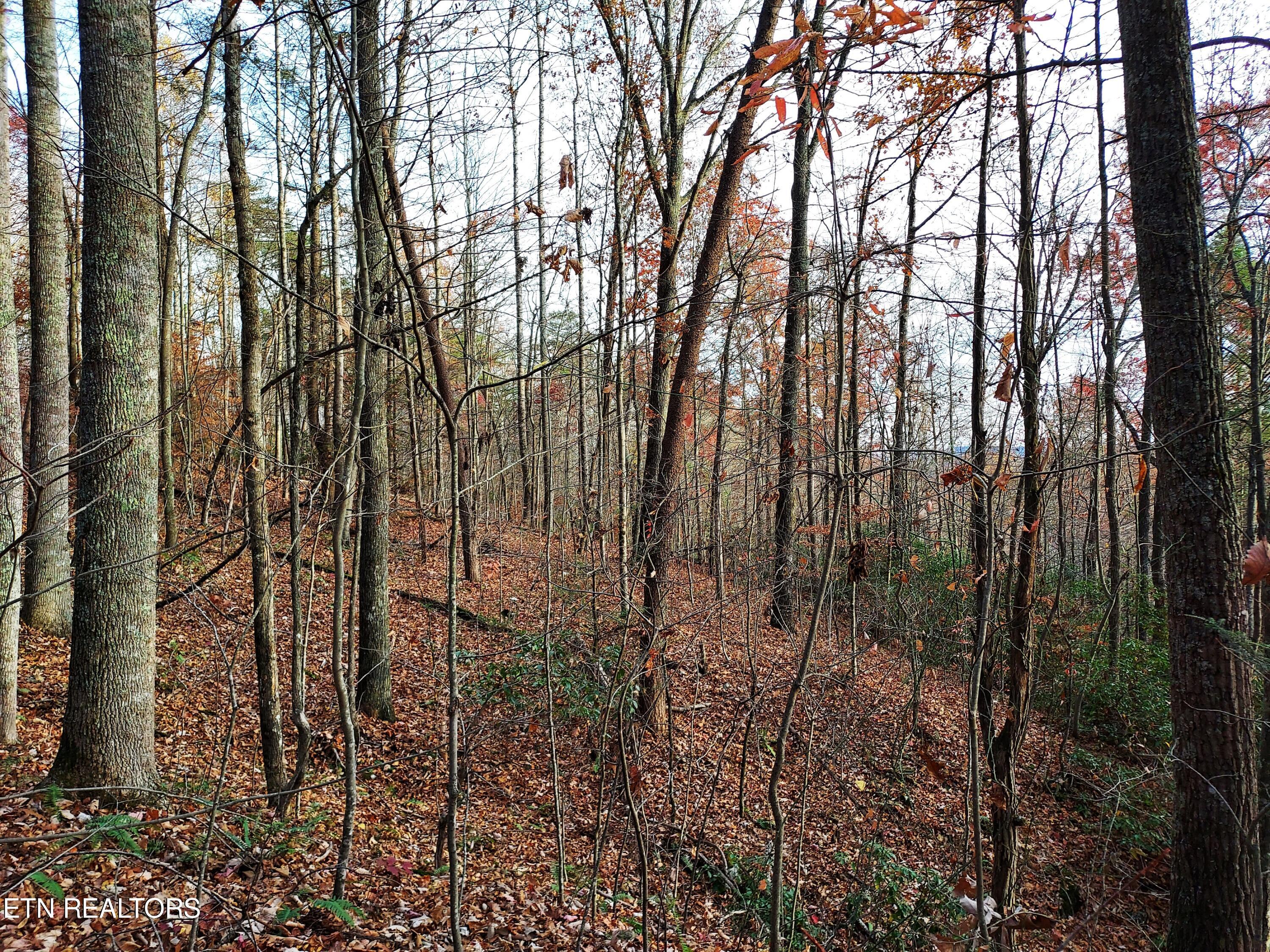 Tbd Ferguson Cemetery Road Sneedville, TN 37869 - Photo 29 of 31 163101