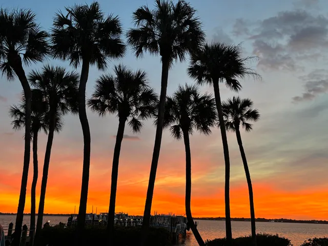 an ocean view with palm trees