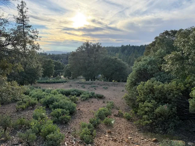 a view of a forest with trees in the background